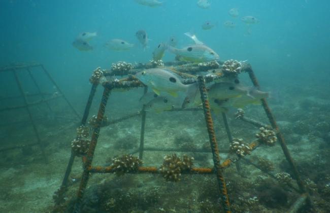 Restaurando ecosistemas en Bahía Culebra: Alianza de Múltiples Actores por los corales