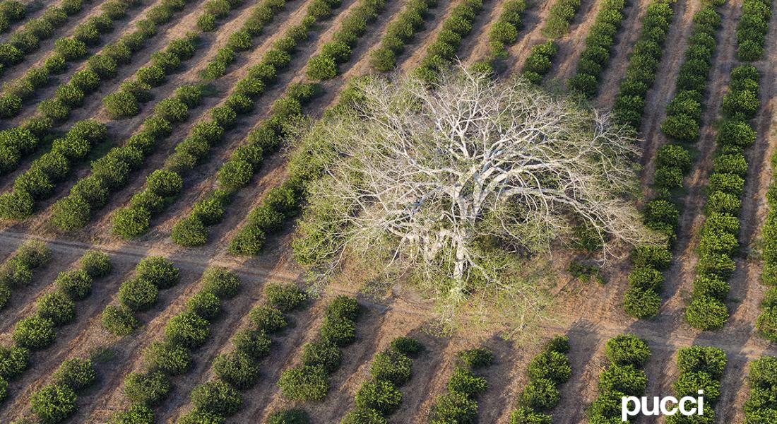 Arbol