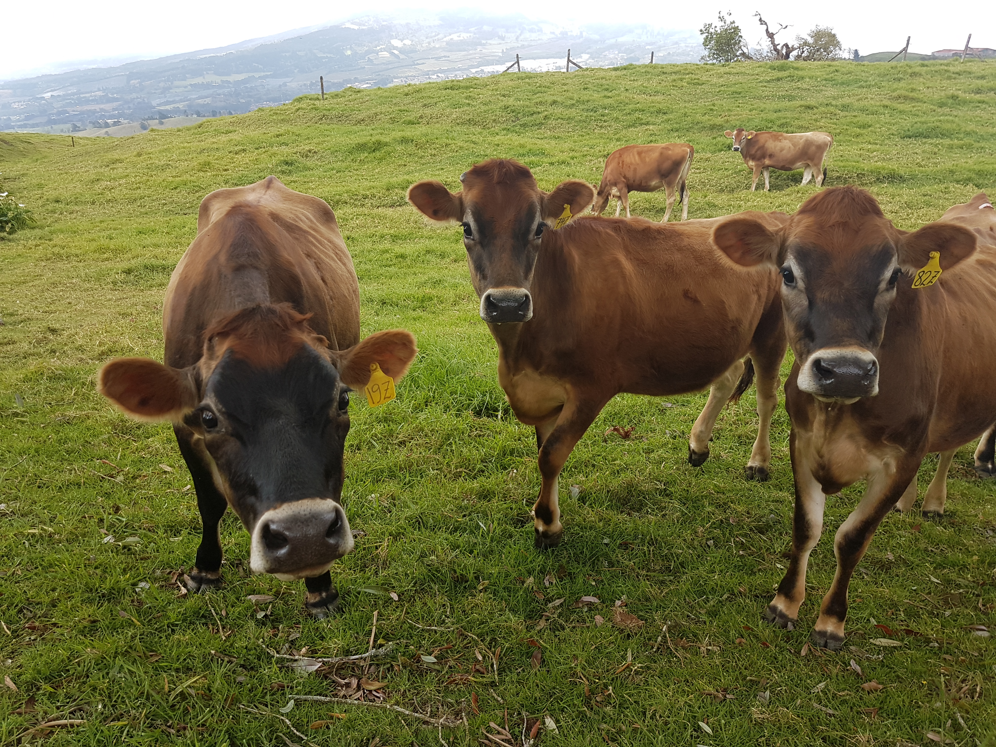 92% de las fincas lecheras de Dos Pinos están en manos de pequeños y medianos productores