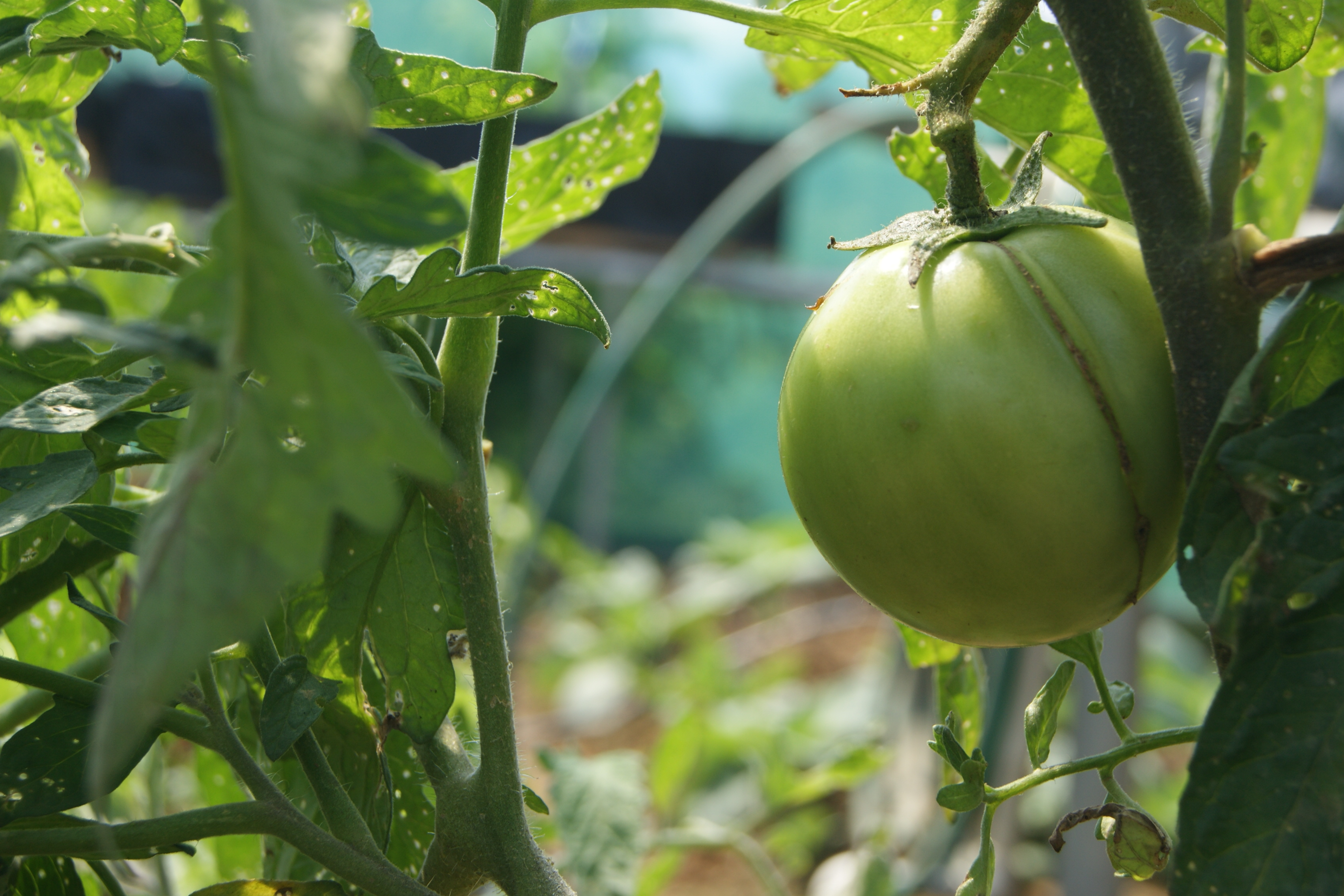 Plan Nacional de Desarrollo alineado a los ODS