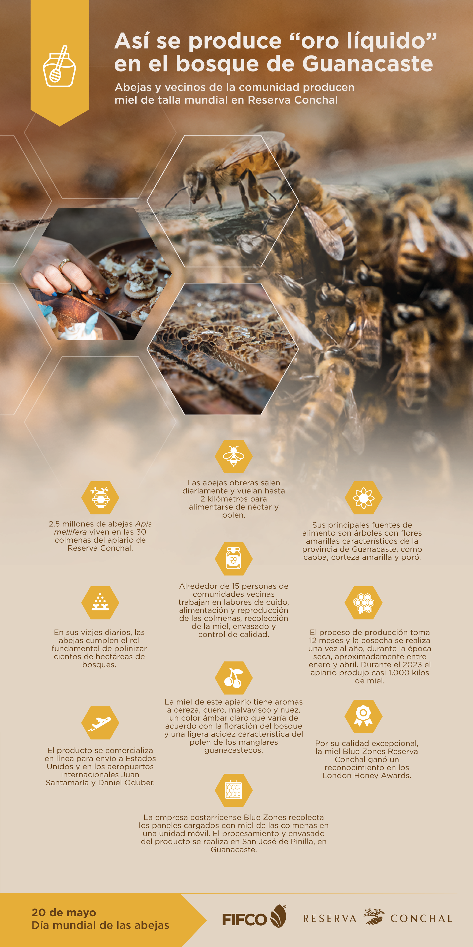 Infografía sobre el proceso productivo de la miel en el Apiario Reserva Conchal