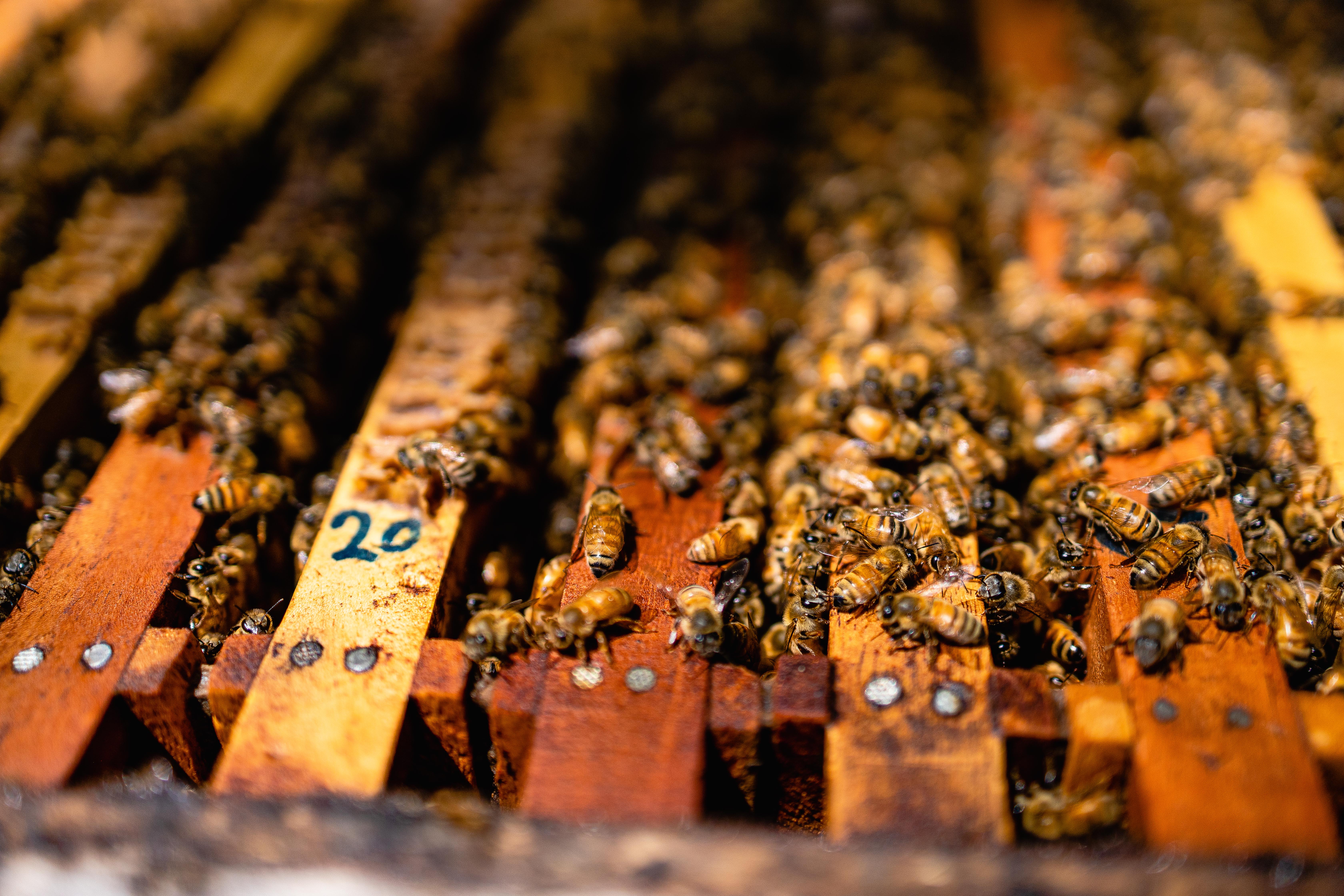 Panel de colmena hecho de madera, repleto de abejas