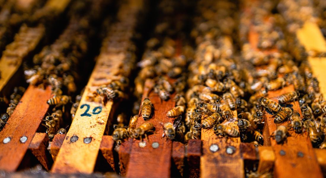 Panel de colmena hecho de madera, repleto de abejas
