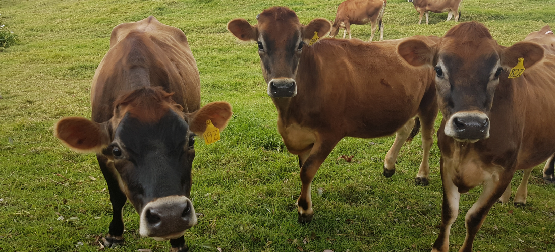 92% de las fincas lecheras de Dos Pinos están en manos de pequeños y medianos productores