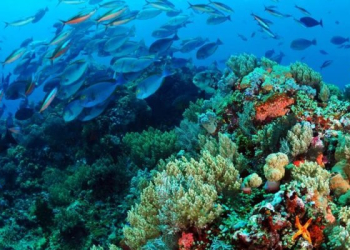 AED busca consultoría en incorporación de la biodiversidad en la gestión empresarial