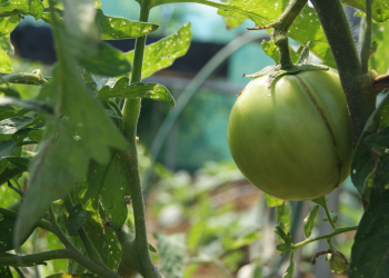 Plan Nacional de Desarrollo alineado a los ODS